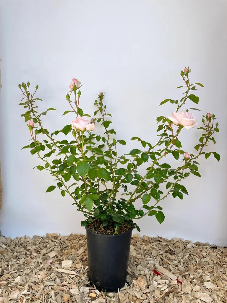 Kletterrose 'New Dawn'®