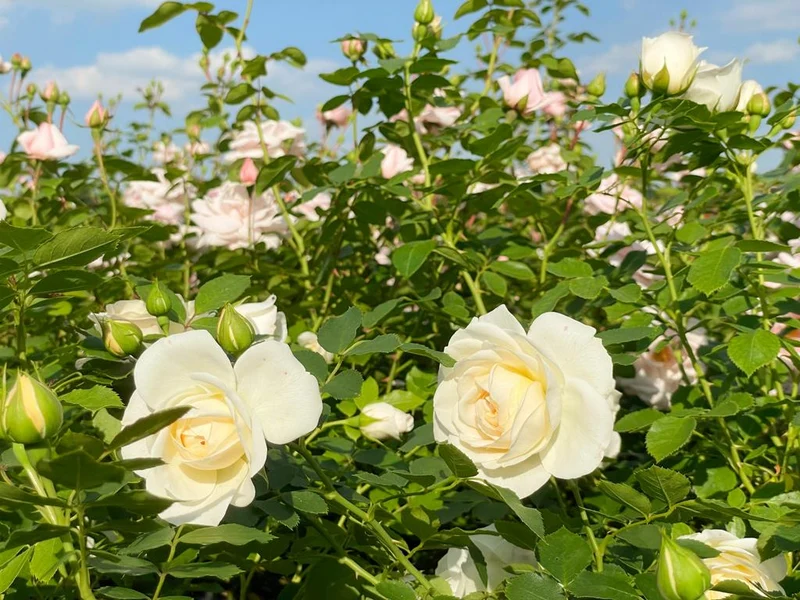 Kletterrose 'New Dawn'®