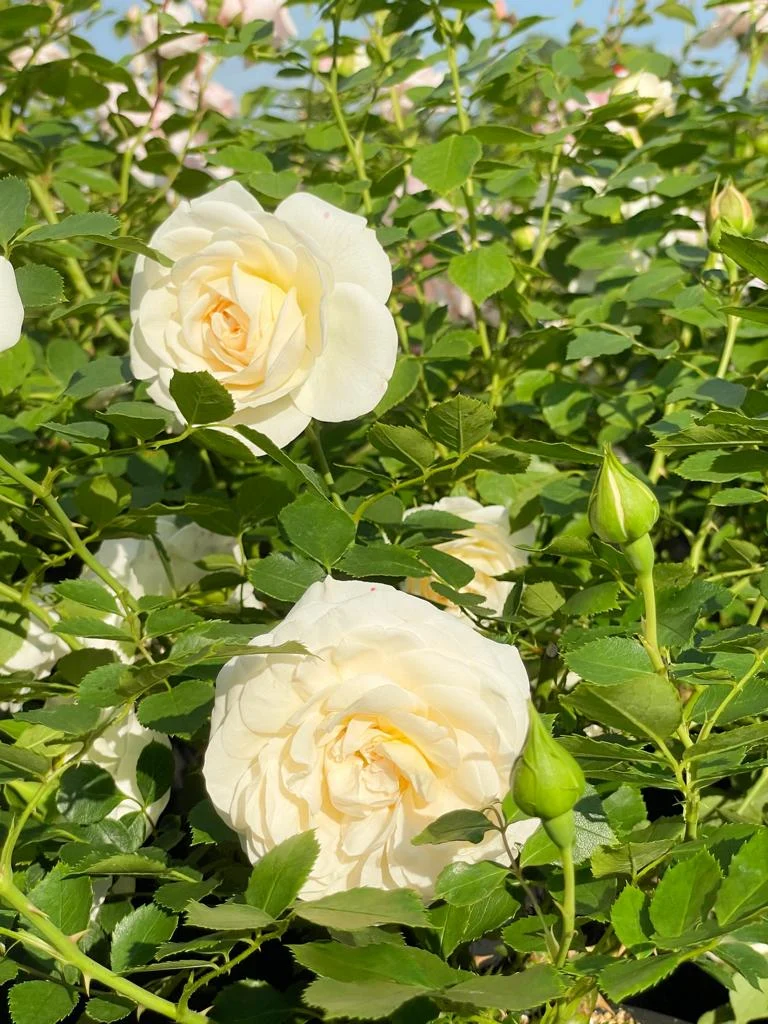 Kletterrose 'New Dawn'®