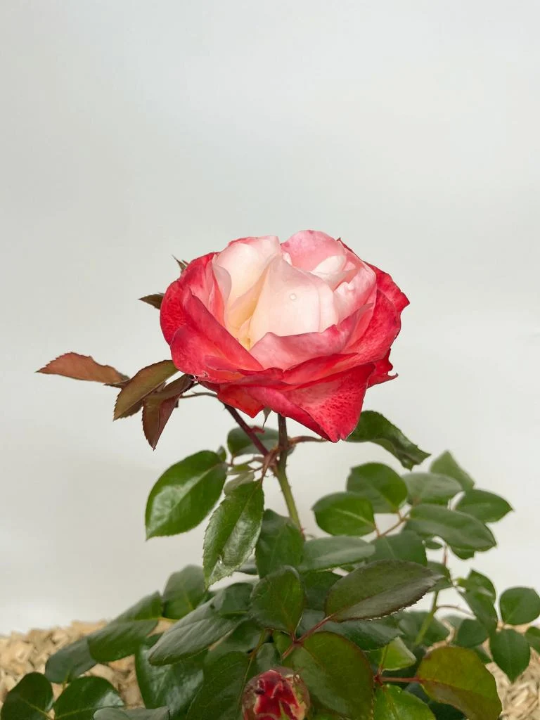 Edelrose 'Nostalgie'®