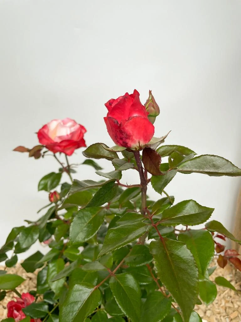 Edelrose 'Nostalgie'®