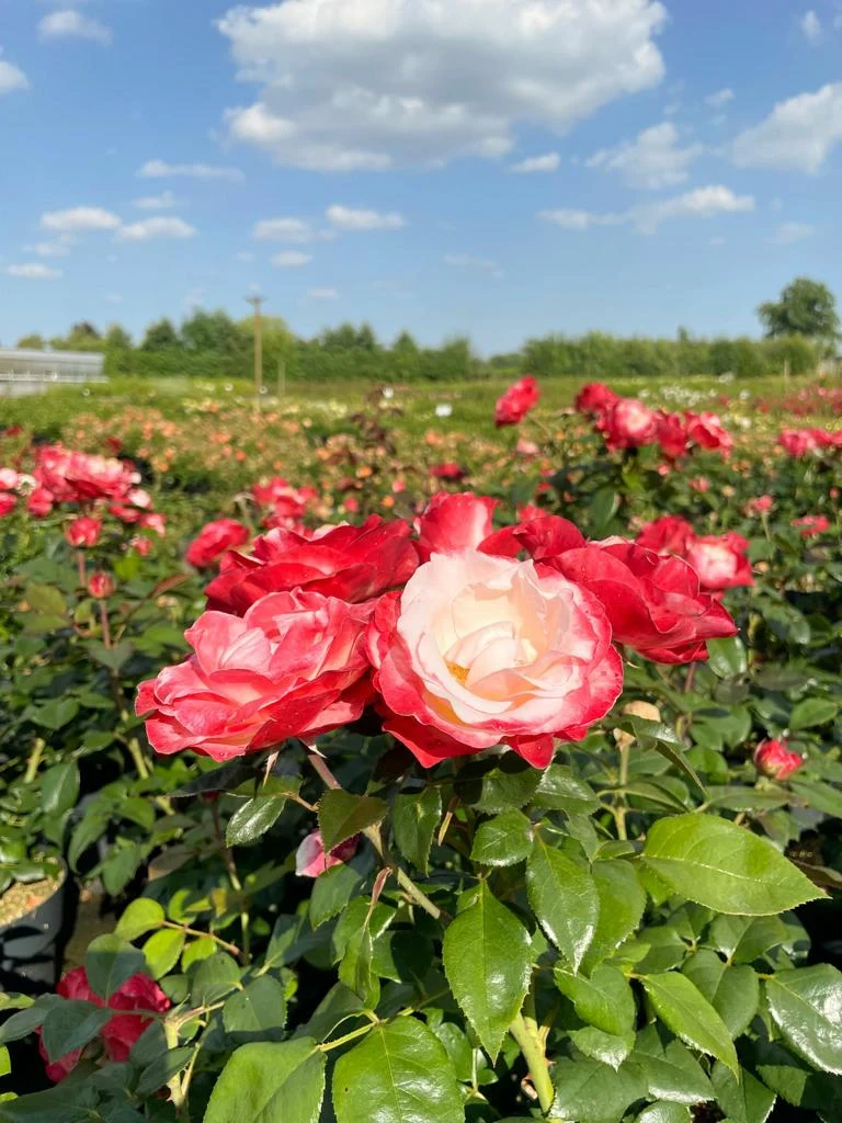 Edelrose 'Nostalgie'®