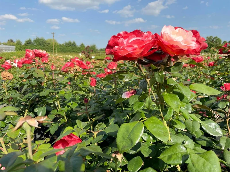 Edelrose 'Nostalgie'®