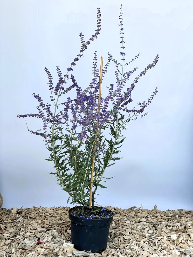 Blauraute Blue Spire - Topf-/Containerpflanzen