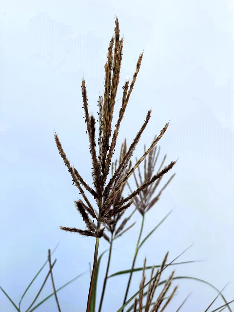 Chinaschilf Red Chief - Topf-/Containerpflanzen