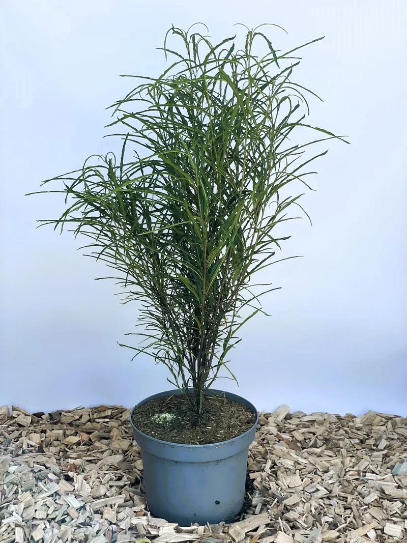 Farnblättiger Säulen-Faulbaum Fine Line - Topf-/Containerpflanzen