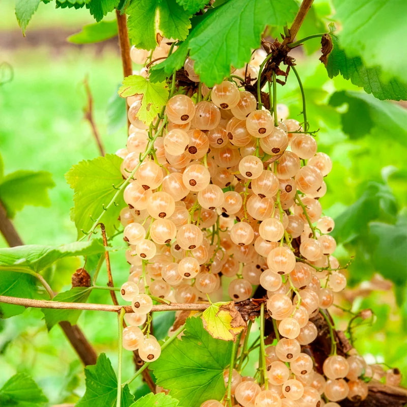 Weisse Johannisbeere auf Stamm