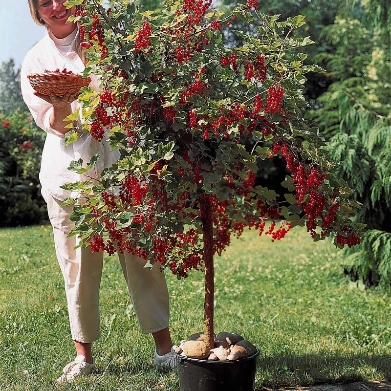 Rote Johannisbeere auf Stamm ‘Jonkheer van Tets’
