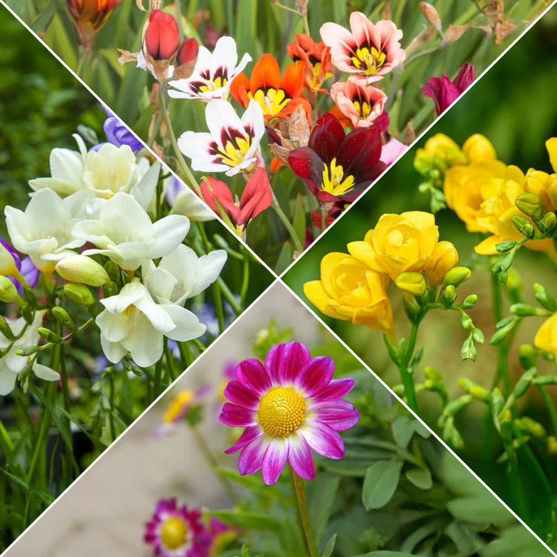 Sommerblüher-Blumenzwiebeln Mischung (x30)