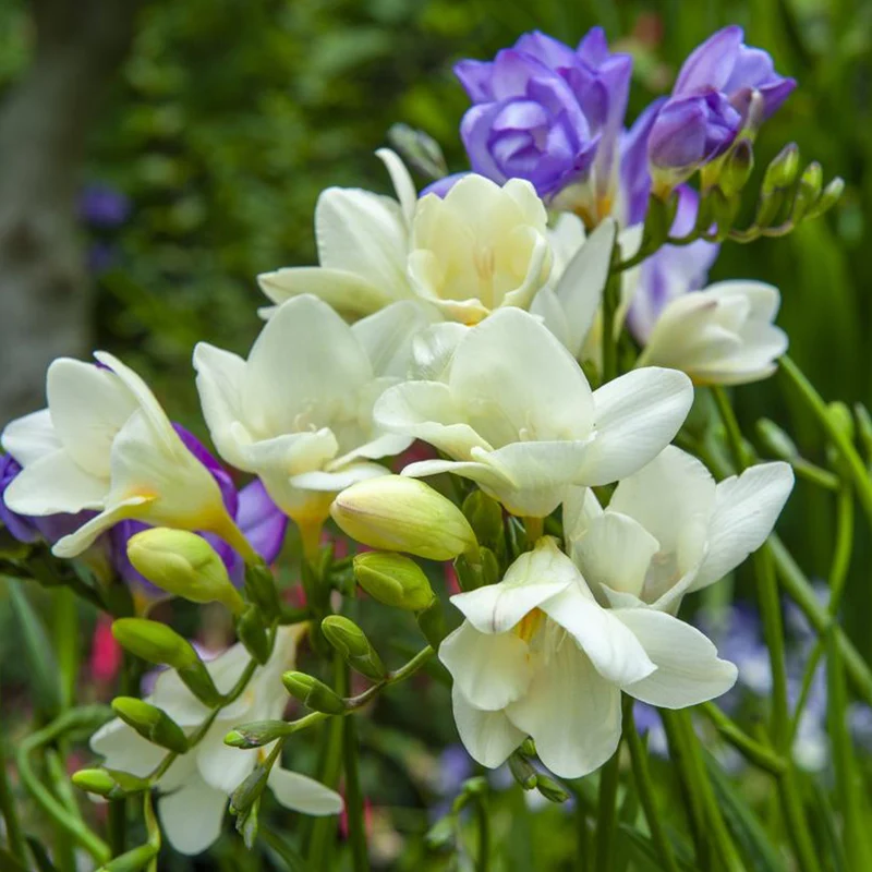 Sommerblüher-Blumenzwiebeln Mischung (x30)