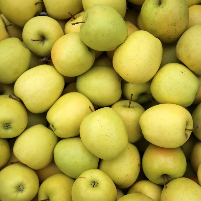 Apfelbaum-Kollektion 'Reine des reinettes', 'Cox's', 'Golden Delicious'