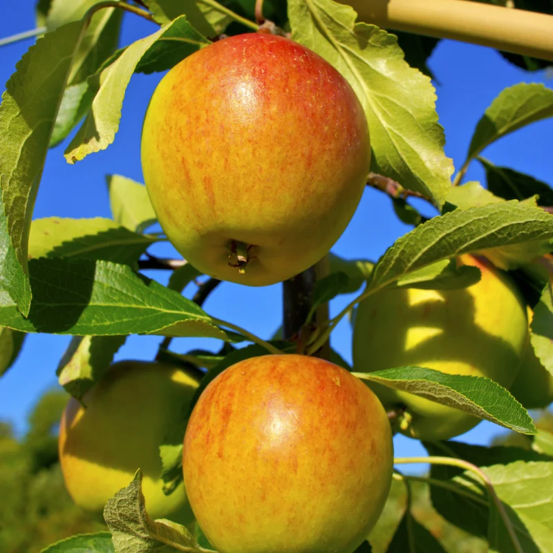 Apfelbaum-Kollektion 'Reine des reinettes', 'Cox's', 'Golden Delicious'