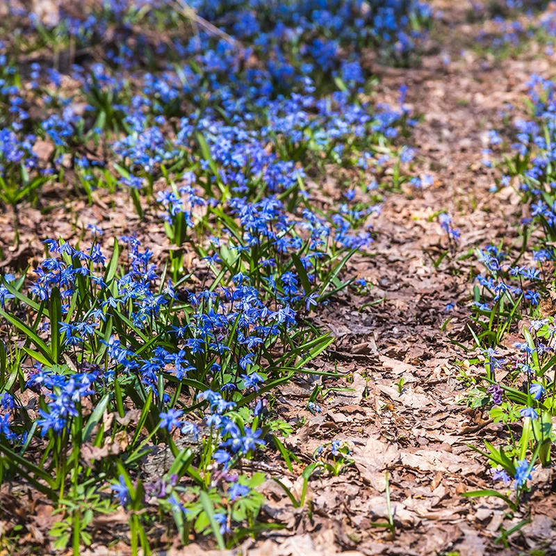 Sibirischer Blaustern