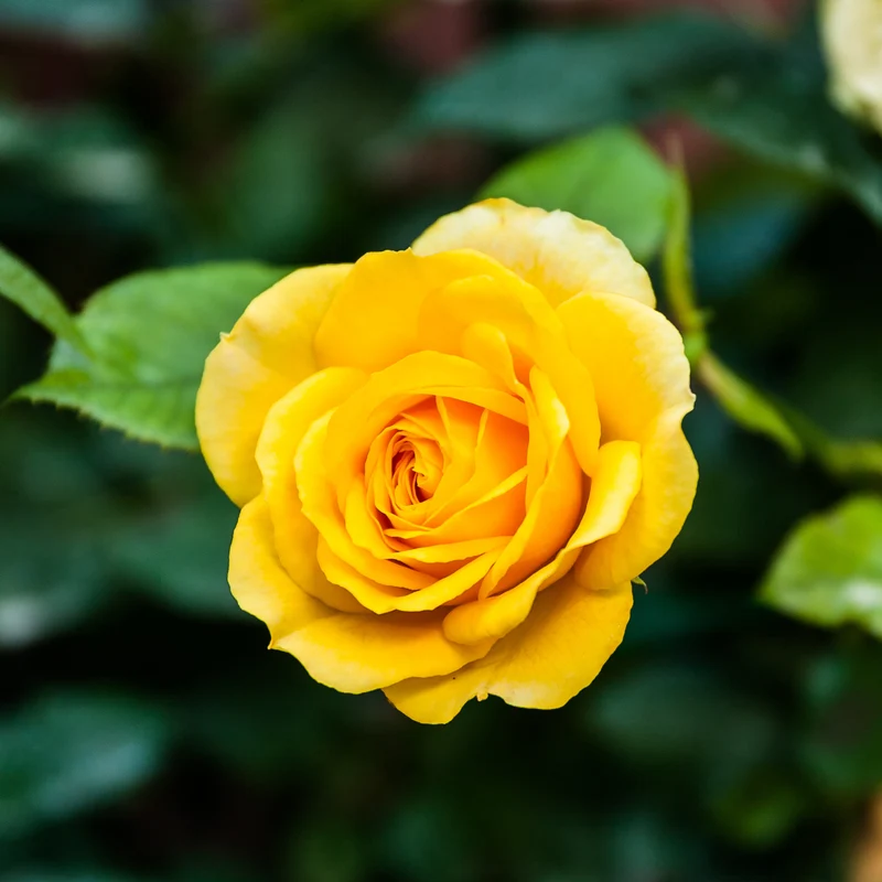 Rose ‘Hadangel’