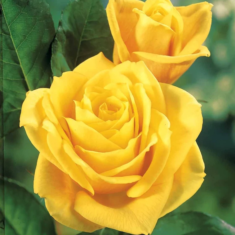 Rose ‘Hadangel’
