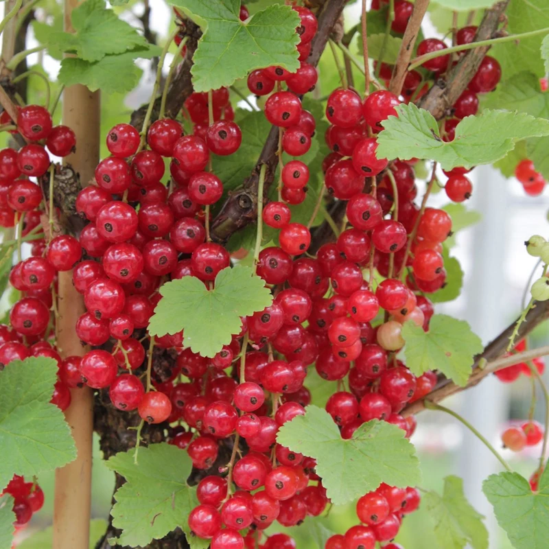 Obst-Kollektion Beerenfrüchte (x9)