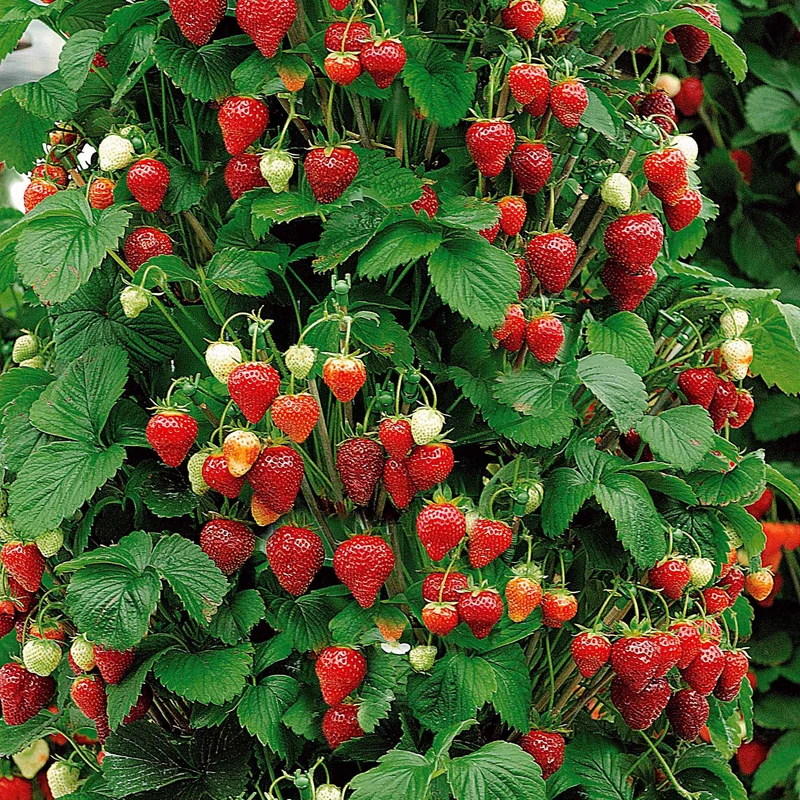 Obst-Kollektion Beerenfrüchte (x9)