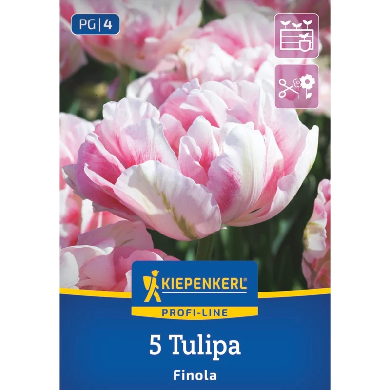 Kiepenkerl Gefüllte Späte Tulpe 'Finola', Profi-Line