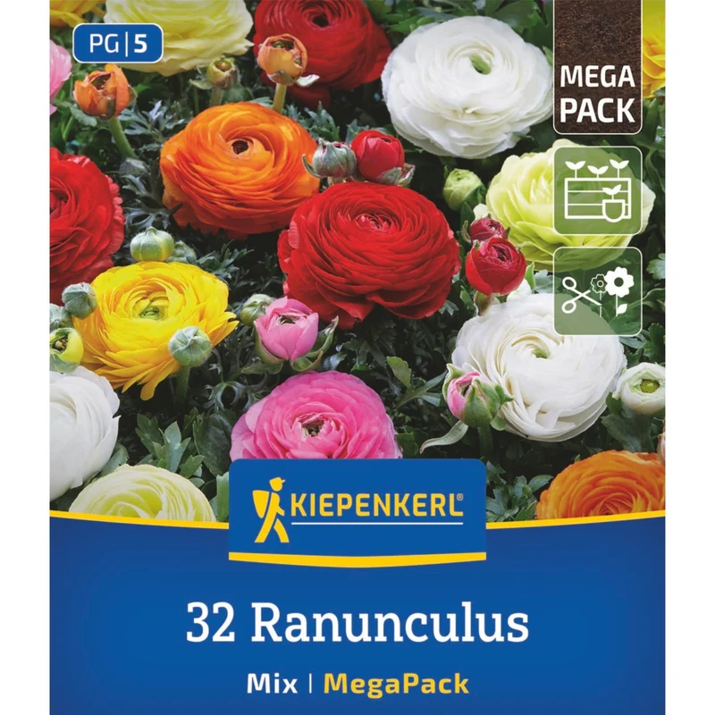 Kiepenkerl Ranunkel Mischung, Mega-Pack