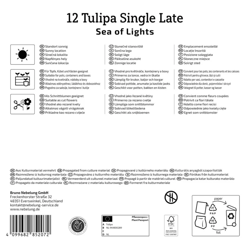 Kiepenkerl Einfache Späte Tulpe 'Sea of Lights', Mega-Pack