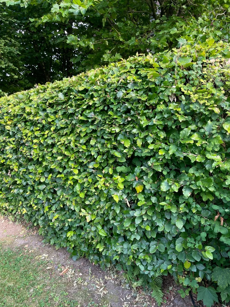Rotbuche als Hecke - Wurzelware