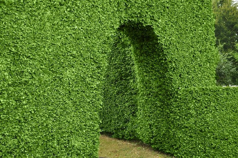 Rotbuche als Hecke - Wurzelware