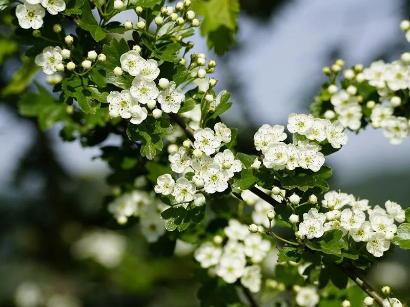 Weißdorn als Hecke - Wurzelware