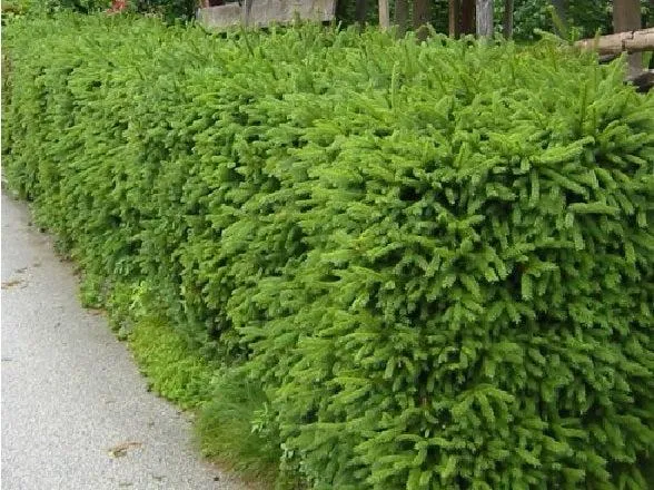 Heckenfichte - Wurzelware