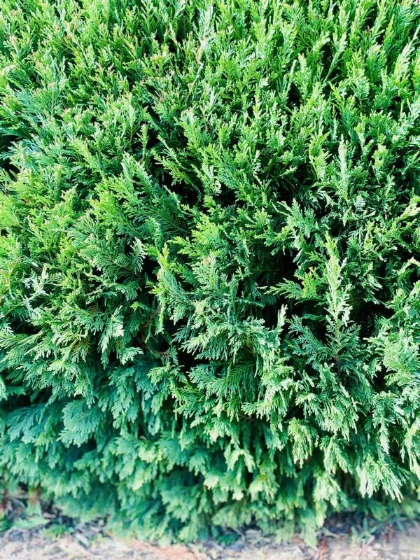 Lebensbaum Thuja Smaragd als Hecke - Topf/Containerpflanzen