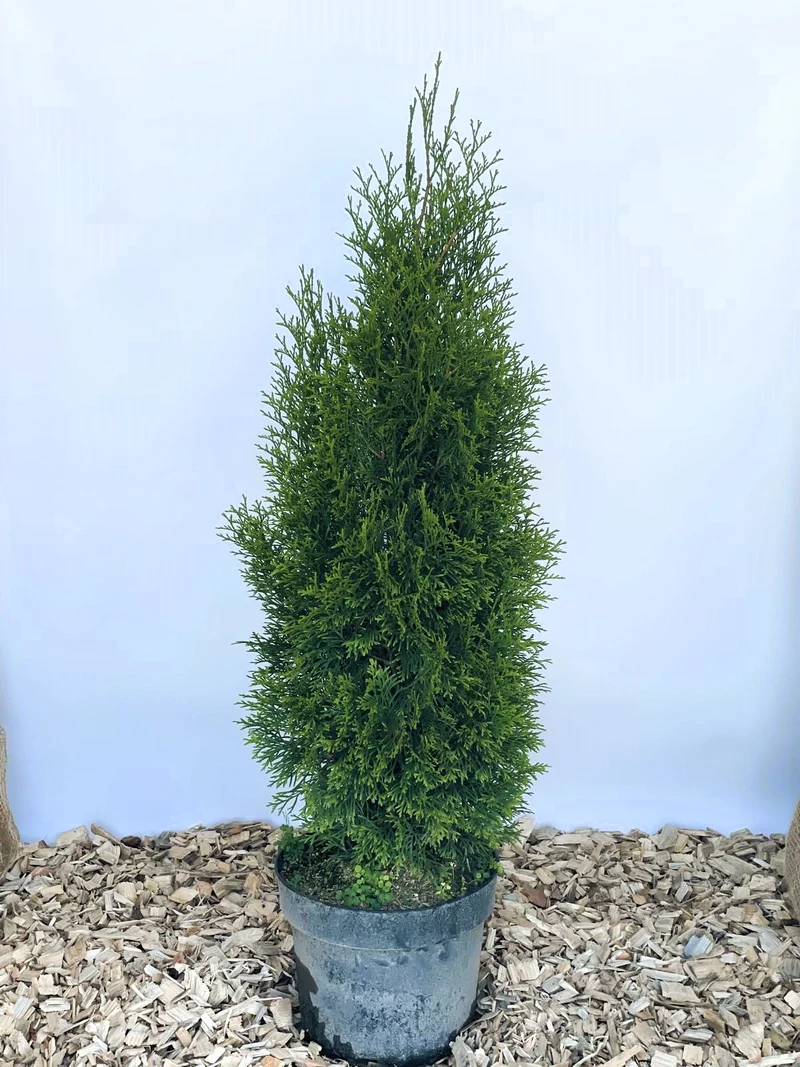Lebensbaum Thuja Smaragd als Hecke - Topf/Containerpflanzen