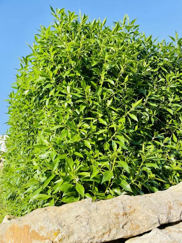 Kirschlorbeer als Hecke - Topf/Containerpflanzen