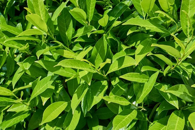 Kirschlorbeer als Hecke - Topf/Containerpflanzen