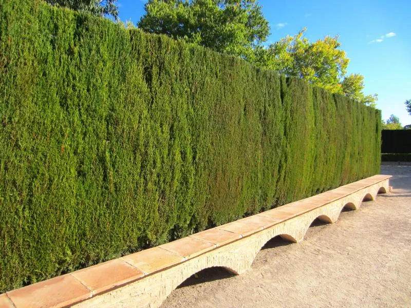 Leyland Zypresse als Hecke - Topf/Containerpflanzen