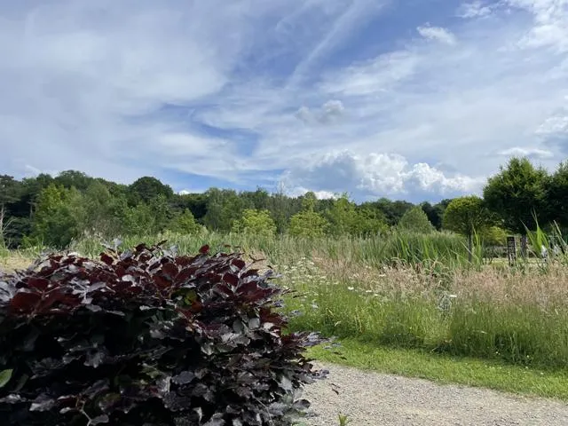 Blutbuche als Hecke - Wurzelware