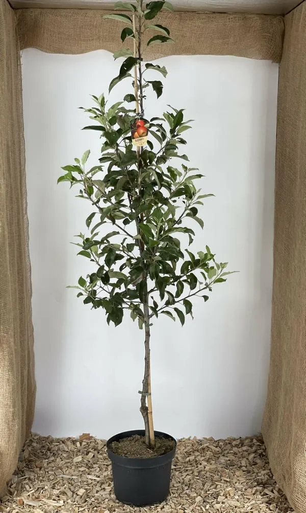 Winterapfel Elstar