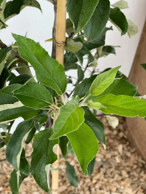 Winterapfel Elstar