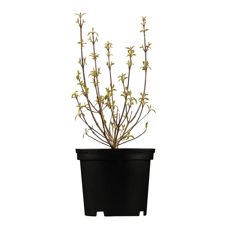 Liebesperlenstrauch 'Pearl Glams®'