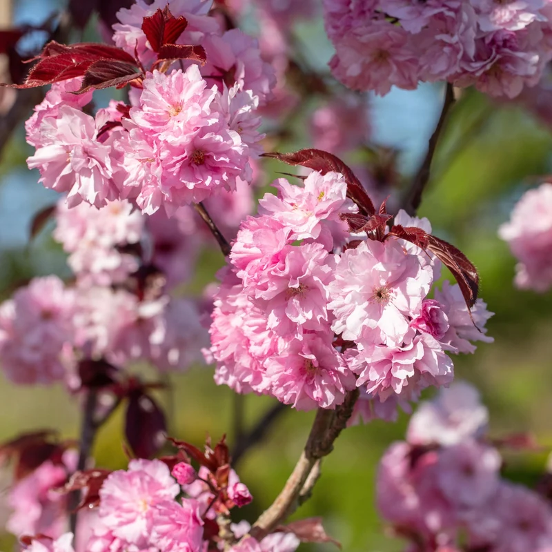 Japanische Nelkenkirsche 'Royal Burgundy'