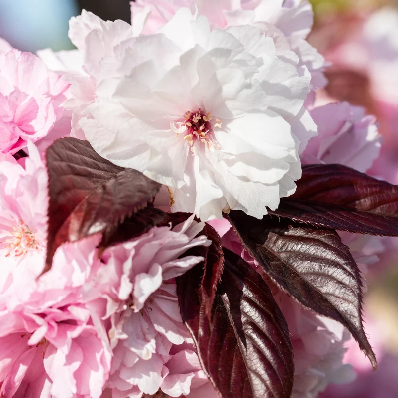 Japanische Nelkenkirsche 'Royal Burgundy'
