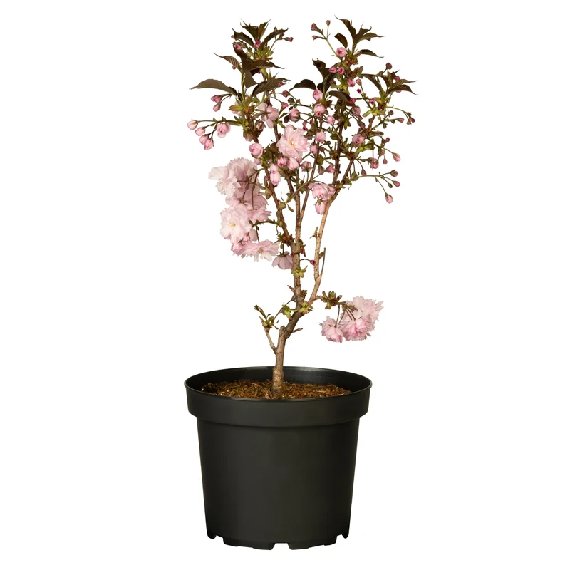 Japanische Nelkenkirsche 'Royal Burgundy'