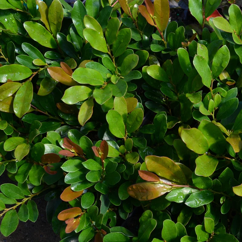 Traubiger Zweigriffel 'Coppertone®'