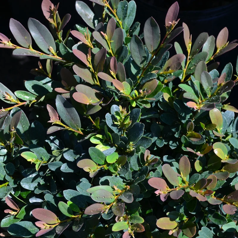 Traubiger Zweigriffel 'Coppertone®'
