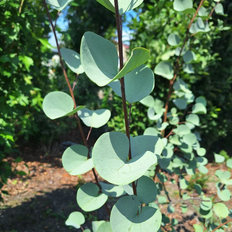 Judasbaum 'Blue Lagoon®'