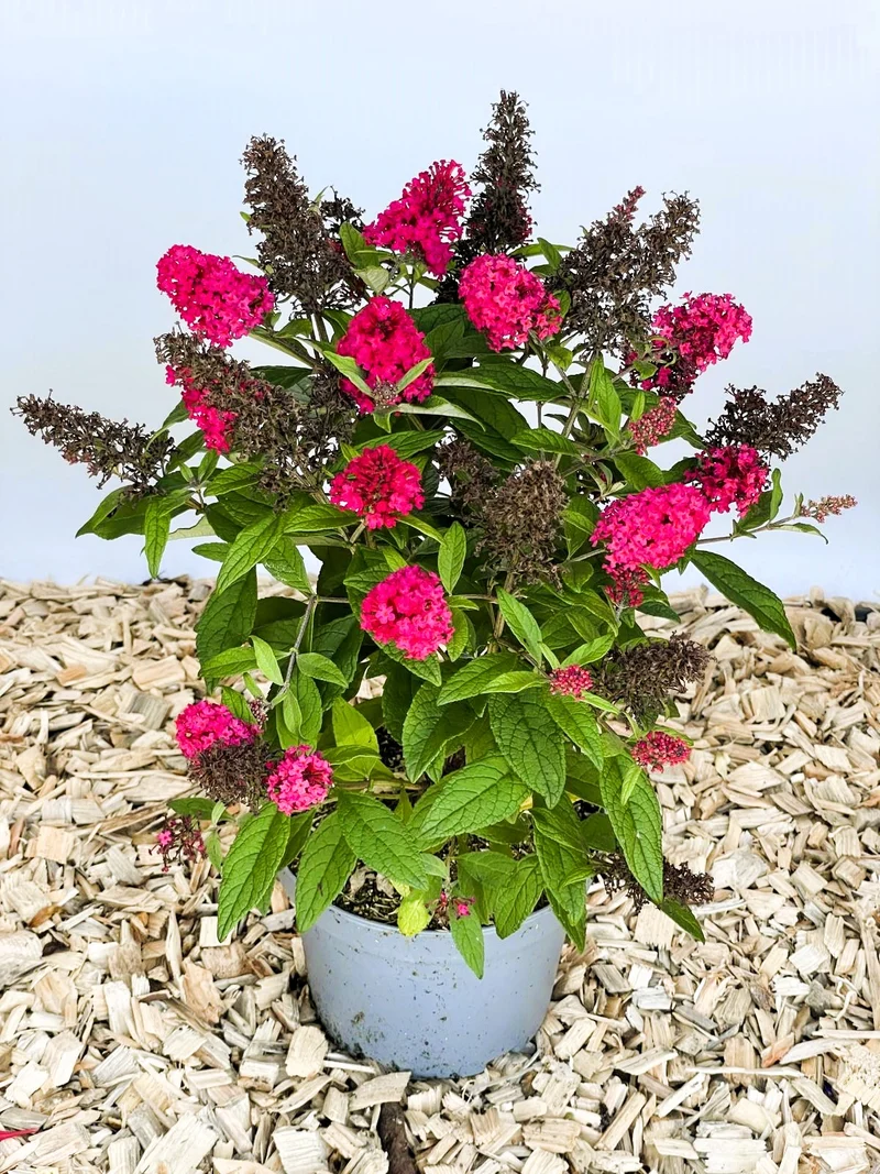 Zwerg-Sommerflieder Butterfly Candy Little Ruby - Topf-/Containerpflanzen
