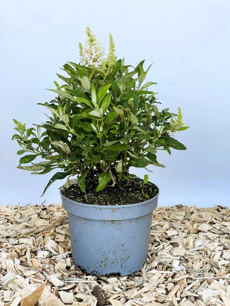 Zwerg-Sommerflieder Butterfly Candy Little White - Topf-/Containerpflanzen