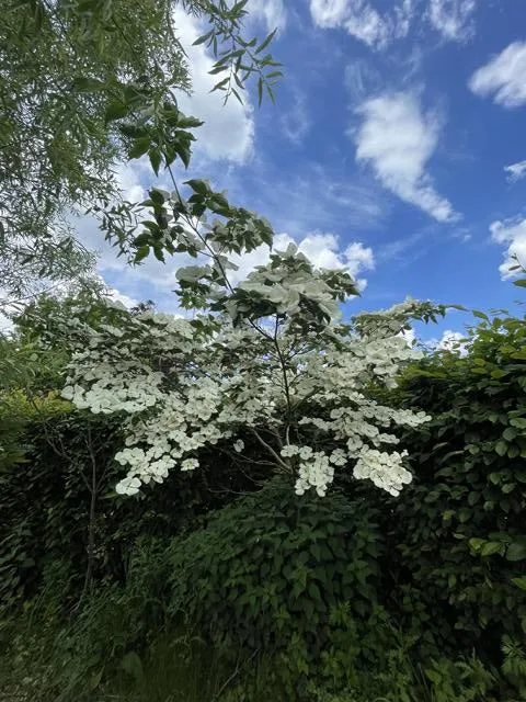 Chinesischer Blumenhartriegel - Topf/Containerpflanzen