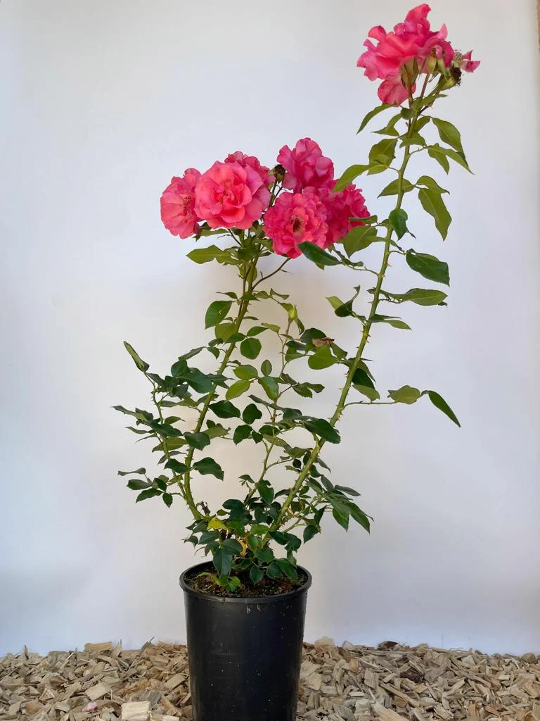 Strauchrose 'Romanze'®