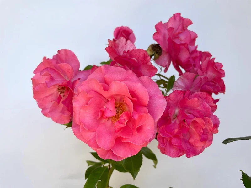 Strauchrose 'Romanze'®