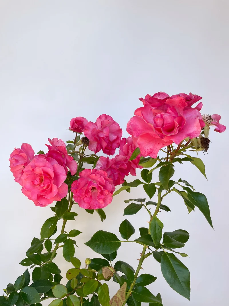 Strauchrose 'Romanze'®