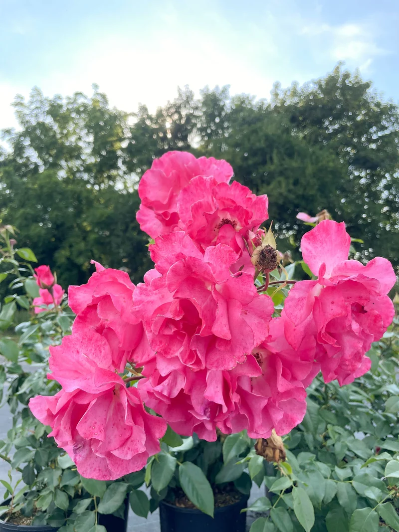 Strauchrose 'Romanze'®